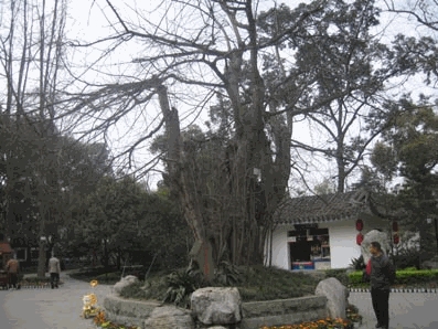 Chengdu_21