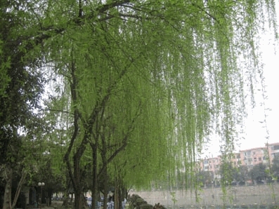 Chengdu_23
