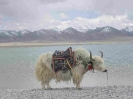 Tibet4_11